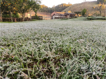 Camille Piccolo Rigon