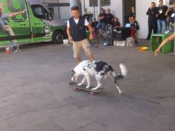 Oficina de adestramento de cães